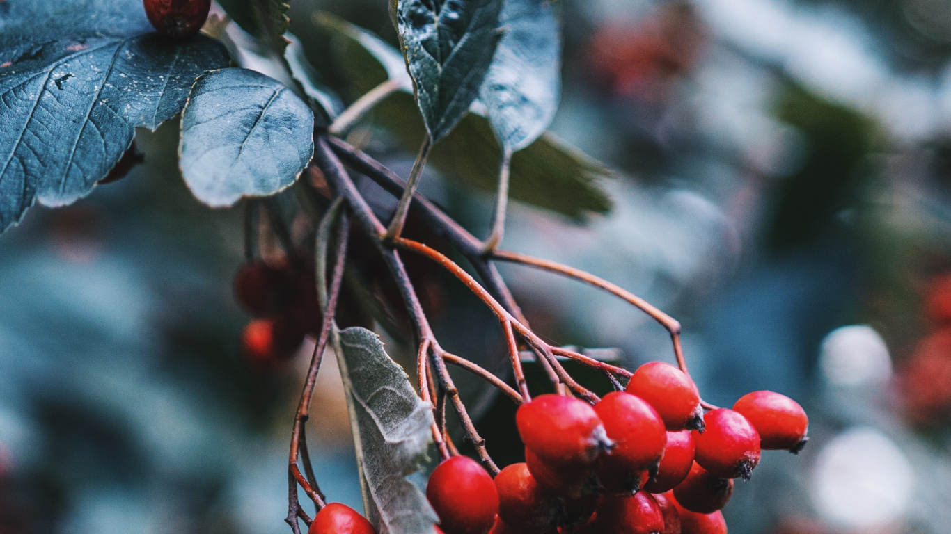 Обои рябина, лист, шиповник, КГД, цветковое растение в разрешении 1366x768