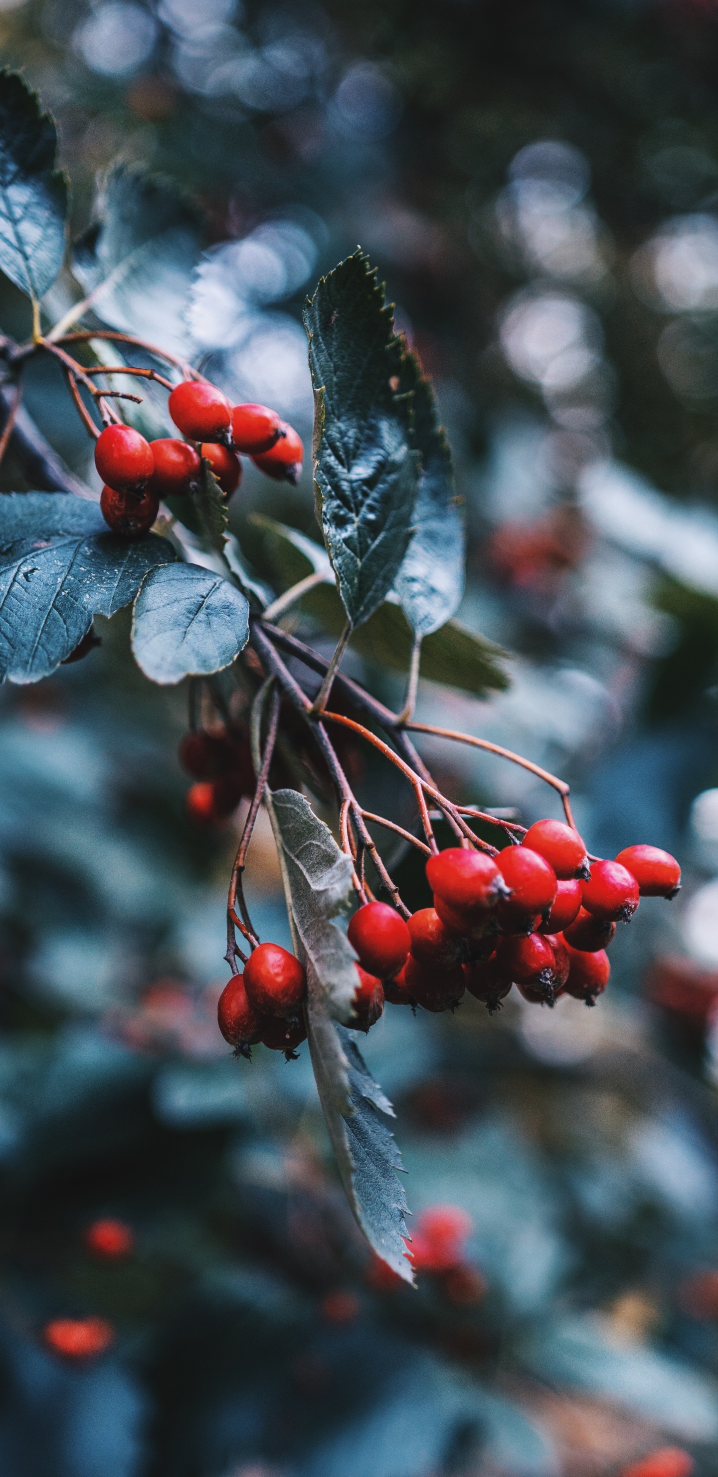 Обои рябина, лист, шиповник, КГД, цветковое растение в разрешении 1440x2960