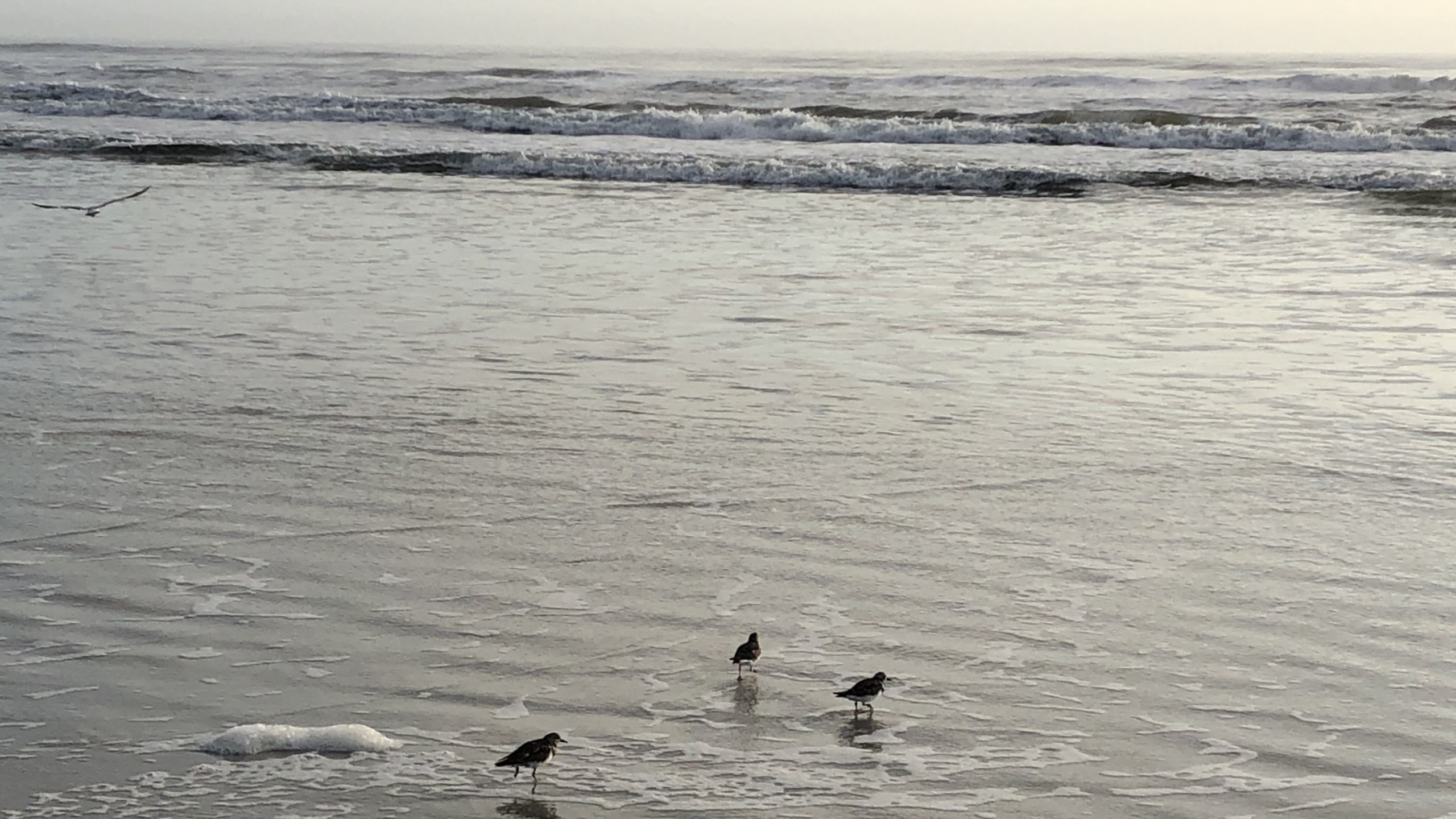 Обои море, мадфлэт, вода, морская птица, прилив в разрешении 2560x1440