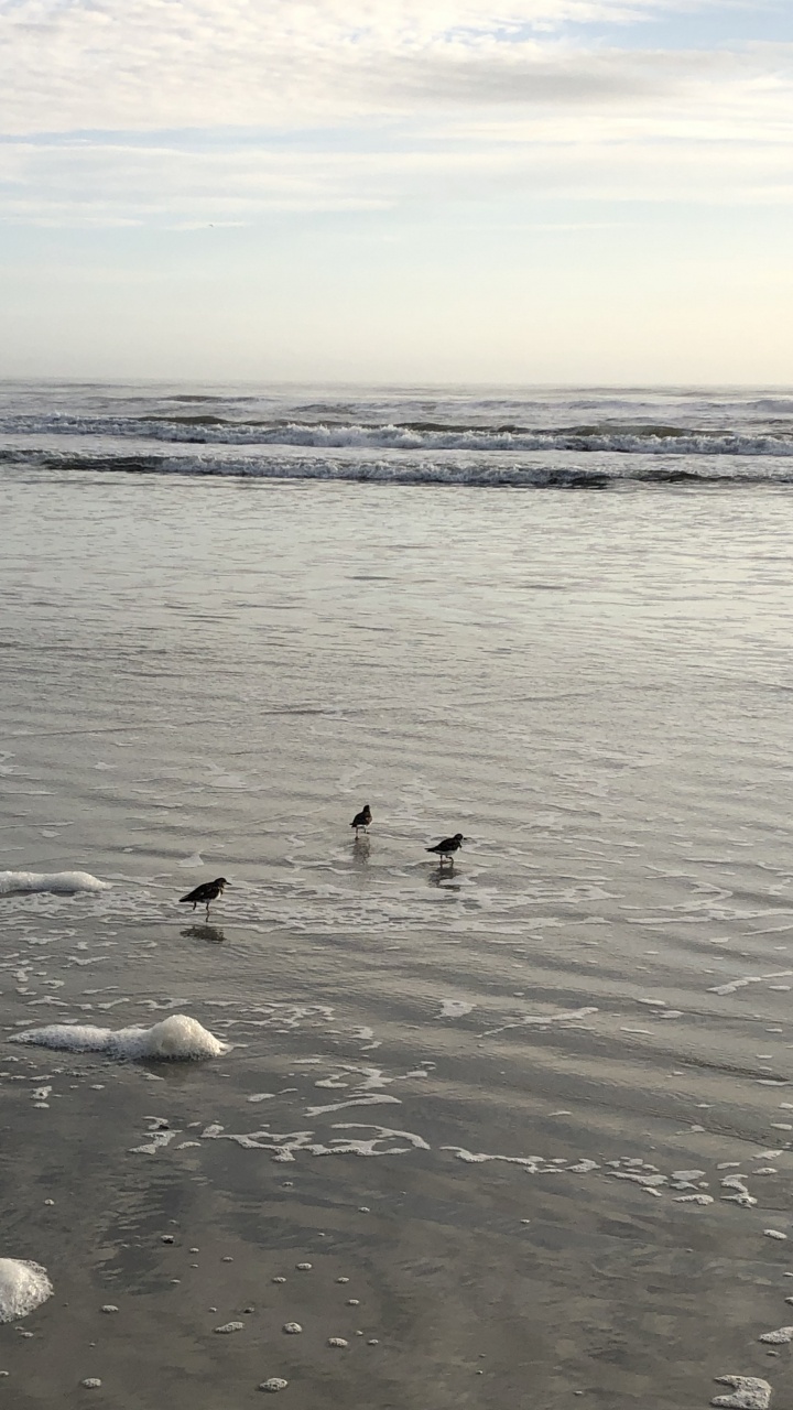 Обои море, мадфлэт, вода, морская птица, прилив в разрешении 720x1280