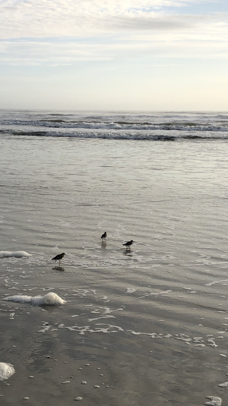 Обои море, мадфлэт, вода, морская птица, прилив в разрешении 750x1334