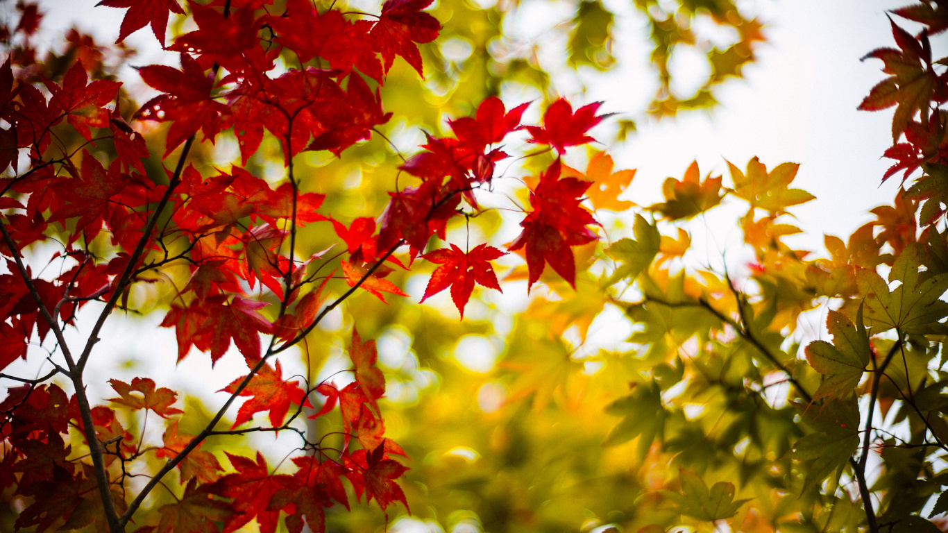 Обои ветвь, дерево, лист, природа, кленовый лист в разрешении 1366x768