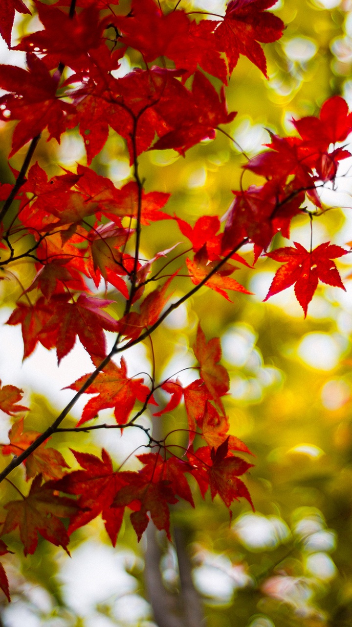 Обои ветвь, дерево, лист, природа, кленовый лист в разрешении 720x1280