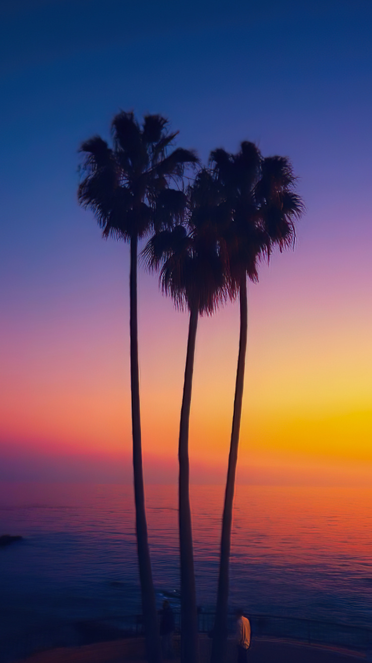 Обои пальмовые рощи, растение, финиковая пальма, вода, атмосфера в разрешении 750x1334