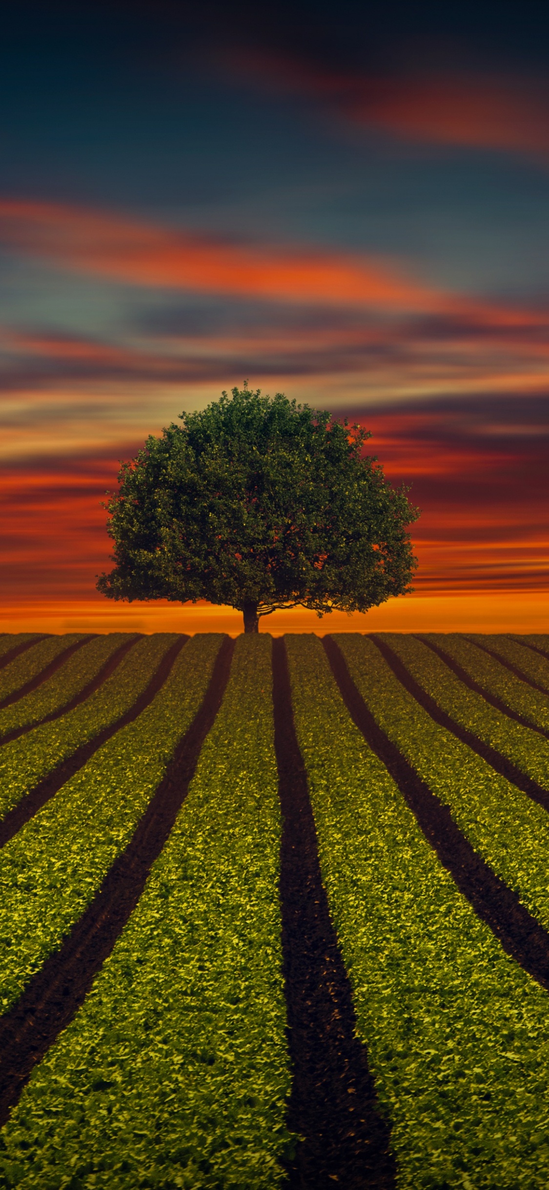 Обои поле, горизонт, дерево, утро, небо в разрешении 1125x2436