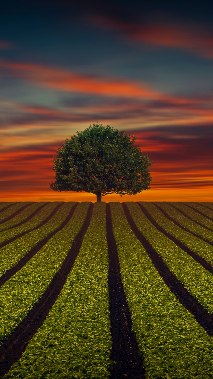 Обои поле, горизонт, дерево, утро, небо в разрешении 720x1280