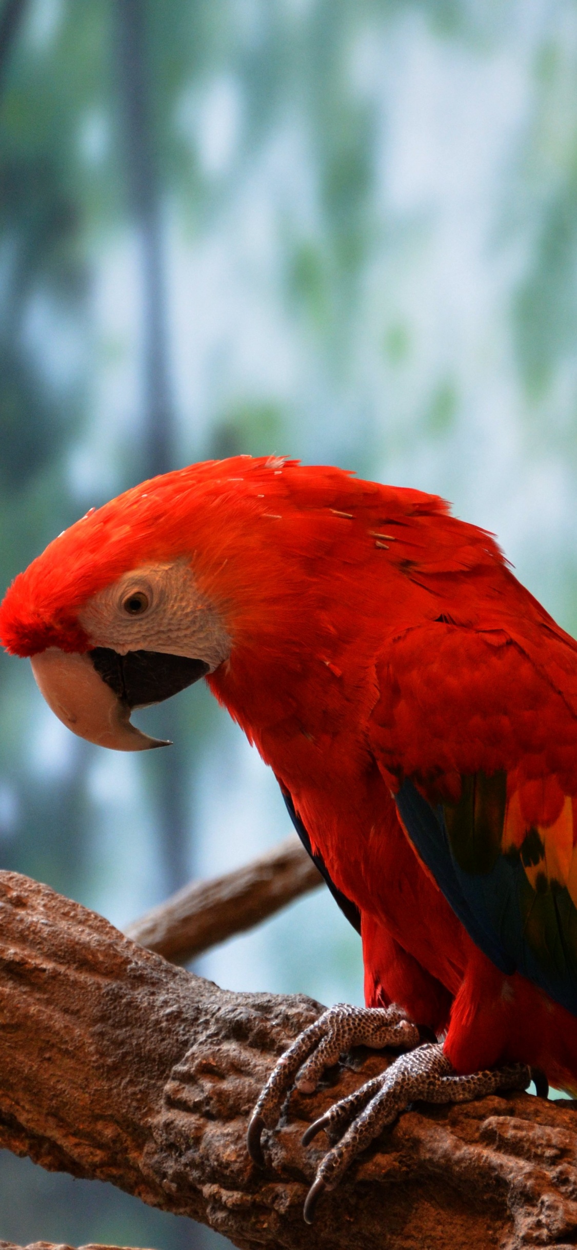 Обои клюв, Ара, длиннохвостый попугай, Скарлет Ара, птица в разрешении 1125x2436