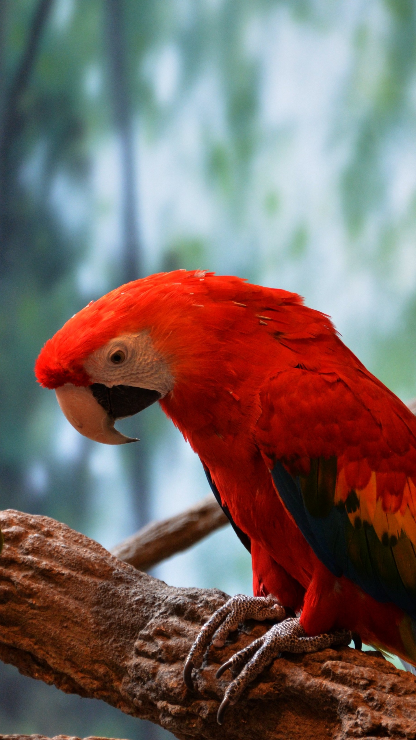 Обои клюв, Ара, длиннохвостый попугай, Скарлет Ара, птица в разрешении 1440x2560