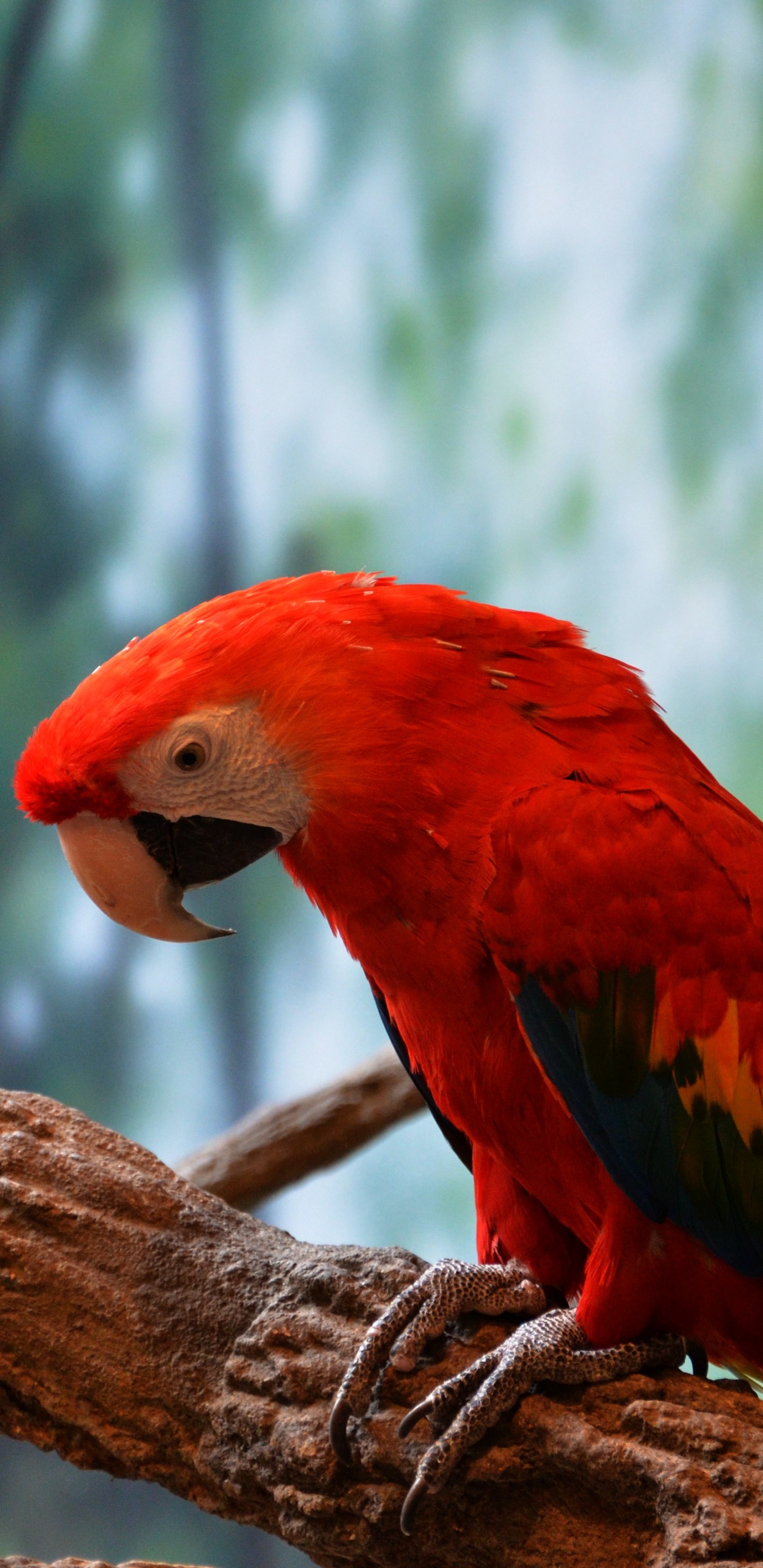 Обои клюв, Ара, длиннохвостый попугай, Скарлет Ара, птица в разрешении 1440x2960