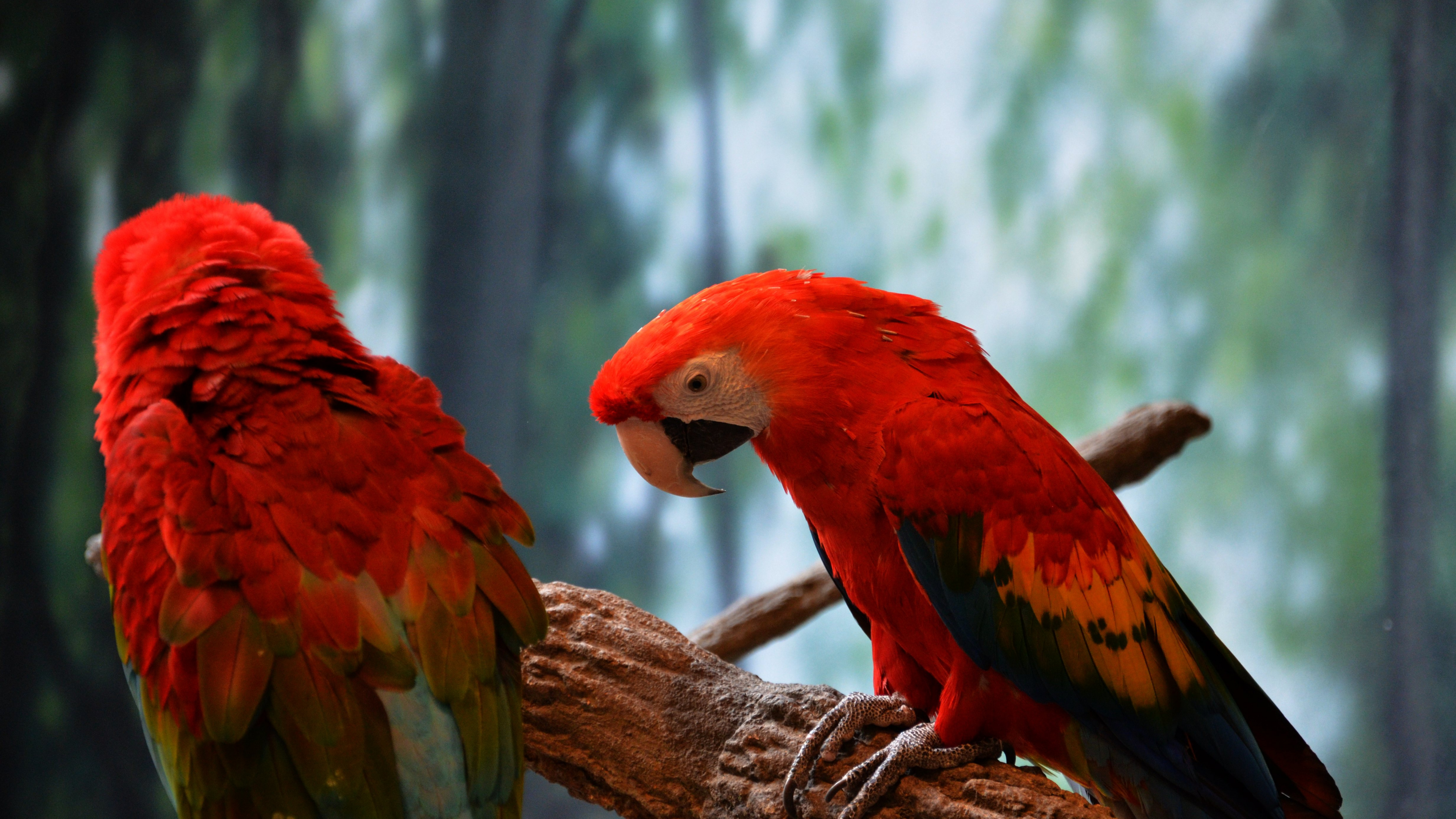 Обои клюв, Ара, длиннохвостый попугай, Скарлет Ара, птица в разрешении 3840x2160