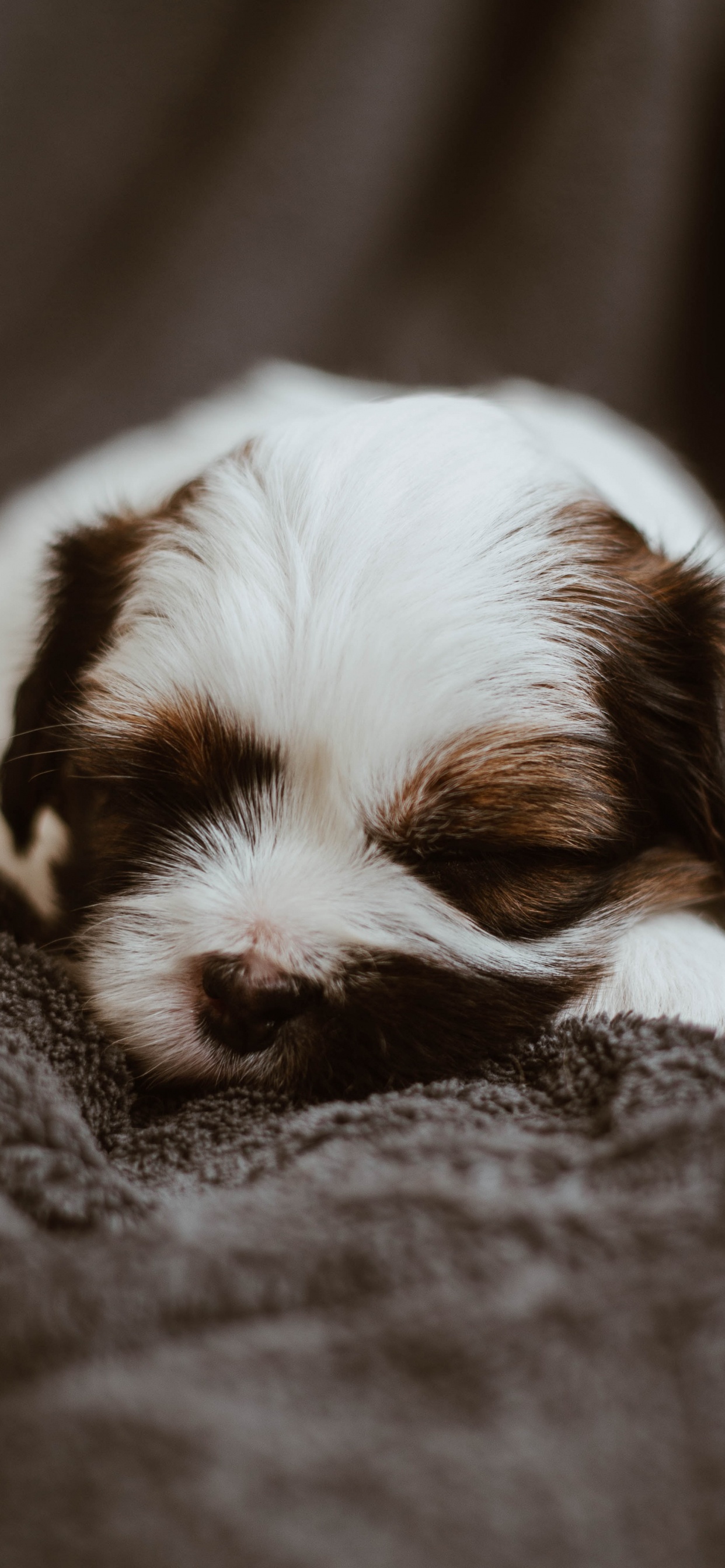 Обои Псовые, пес, порода, Ягуар, спаниель в разрешении 1242x2688