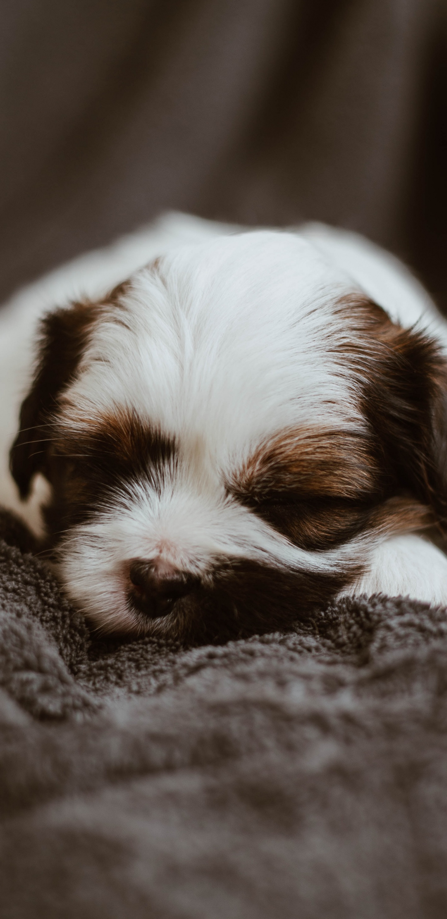 Обои Псовые, пес, порода, Ягуар, спаниель в разрешении 1440x2960