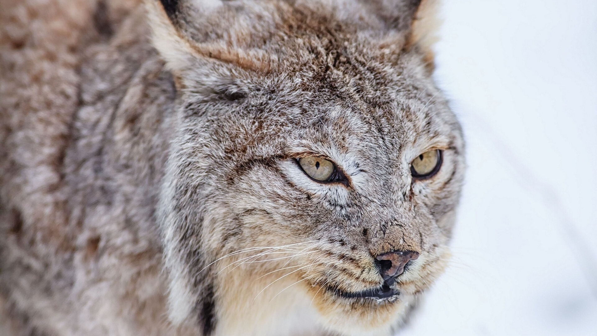 Обои кот, живая природа, малые и средние кошки, мех, млекопитающее в разрешении 1920x1080