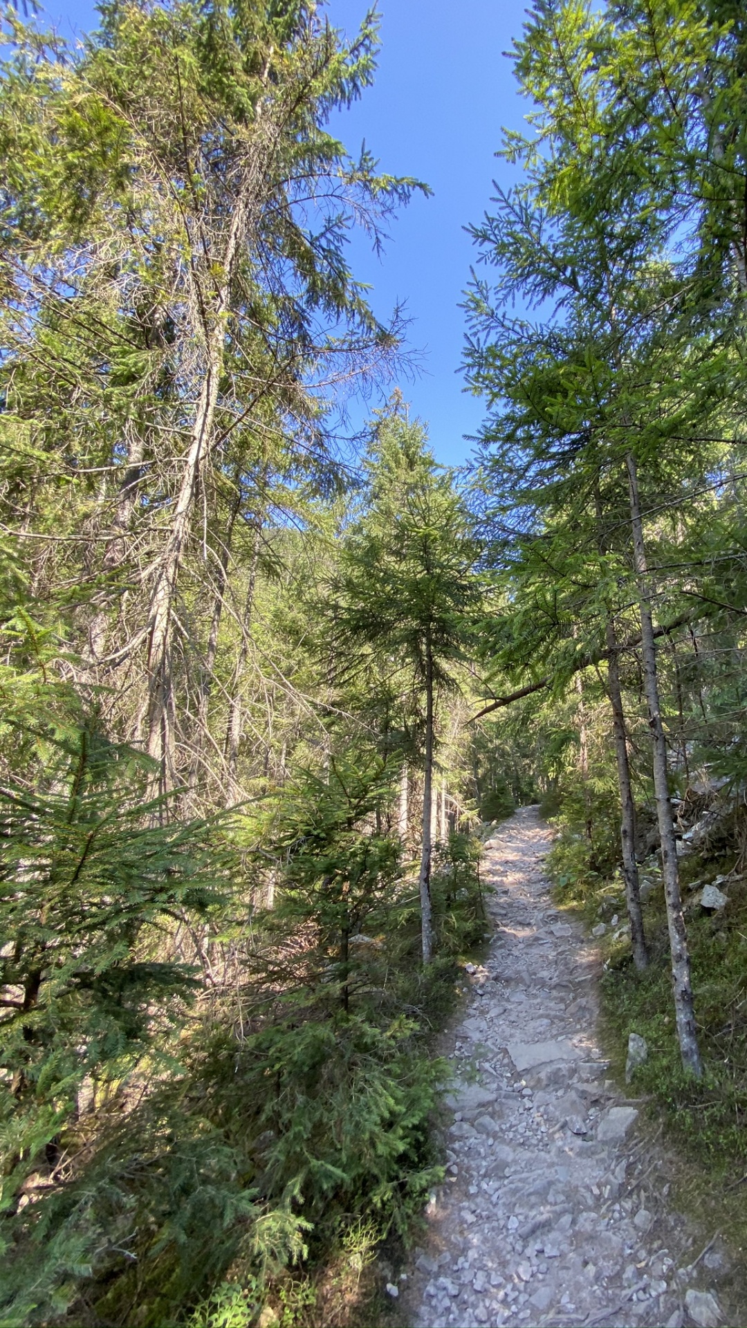 Обои путь, окружающая среда, лес, тропа, природный заповедник в разрешении 1080x1920