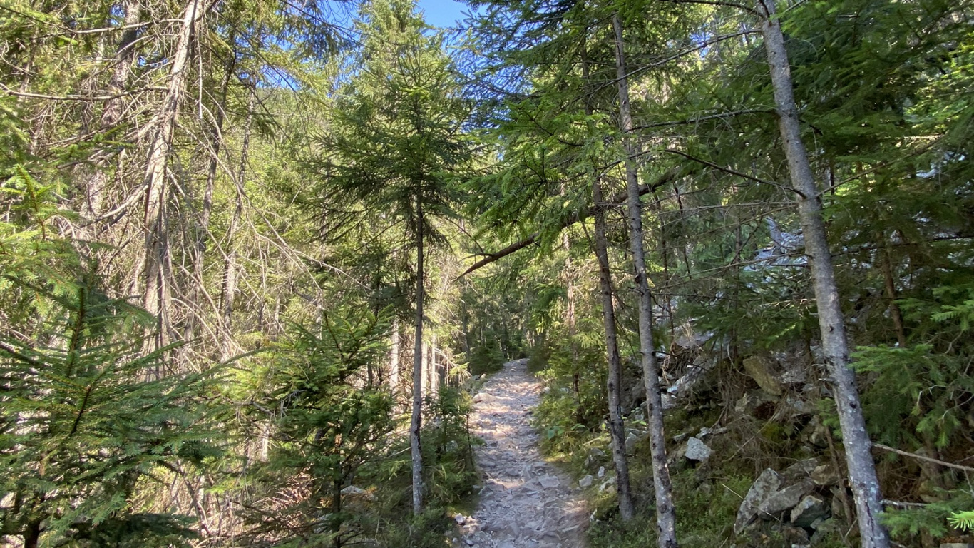 Обои путь, окружающая среда, лес, тропа, природный заповедник в разрешении 1366x768