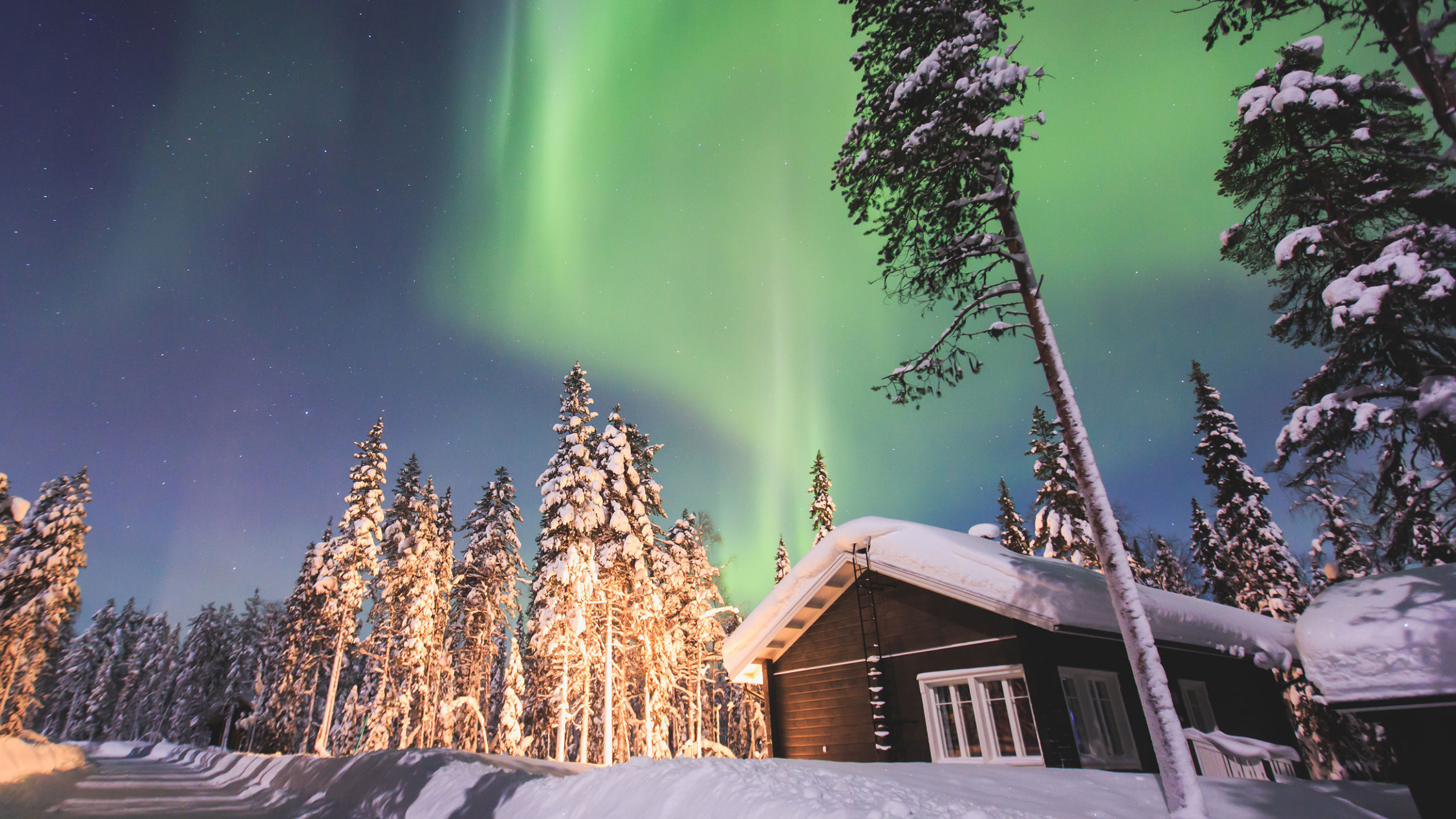 Обои путешествие, Аврора, природа, зима, дерево в разрешении 2560x1440