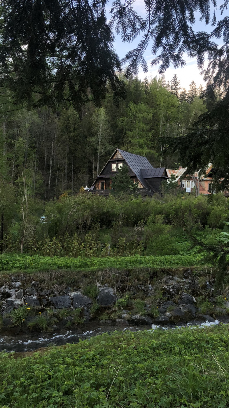 Обои растительность, биом, растение, земельный участок, Хаус в разрешении 750x1334