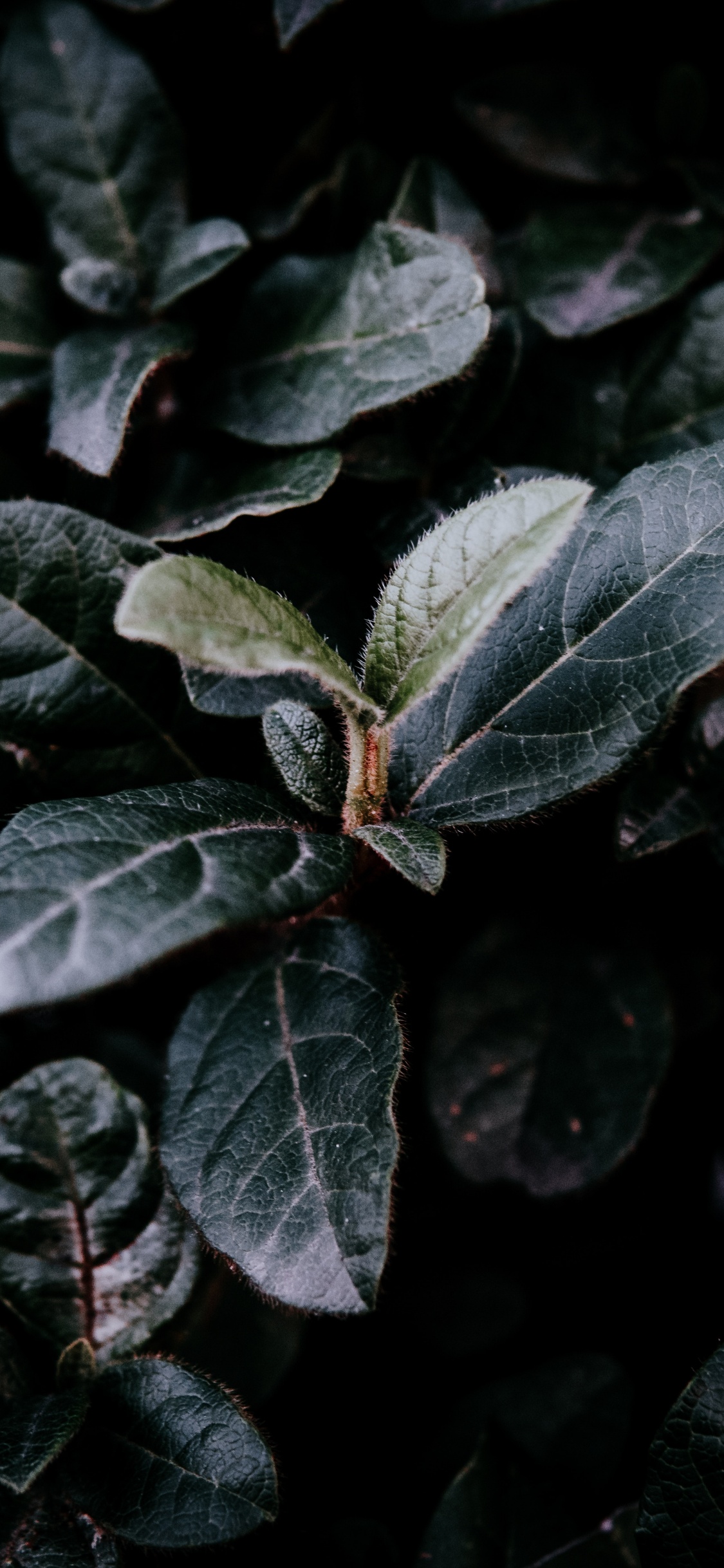 Обои лист, зеленый, растение, цветок, адаптация в разрешении 1125x2436