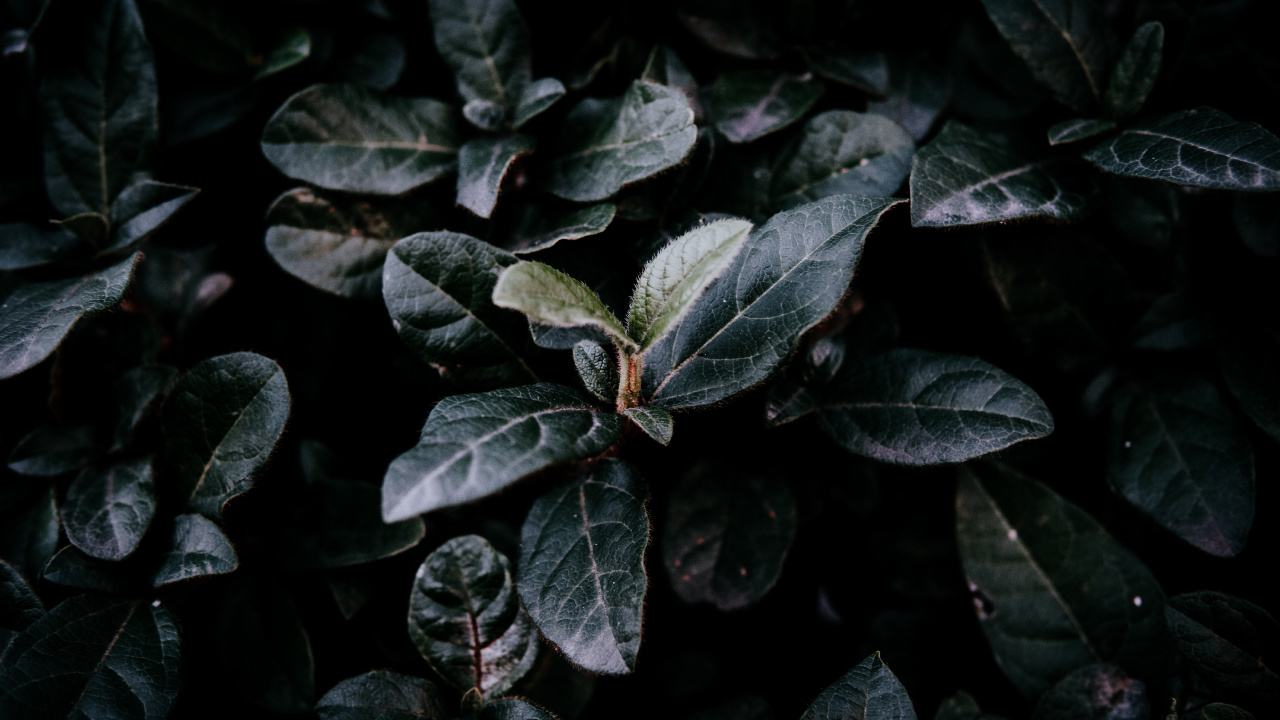 Обои лист, зеленый, растение, цветок, адаптация в разрешении 1280x720