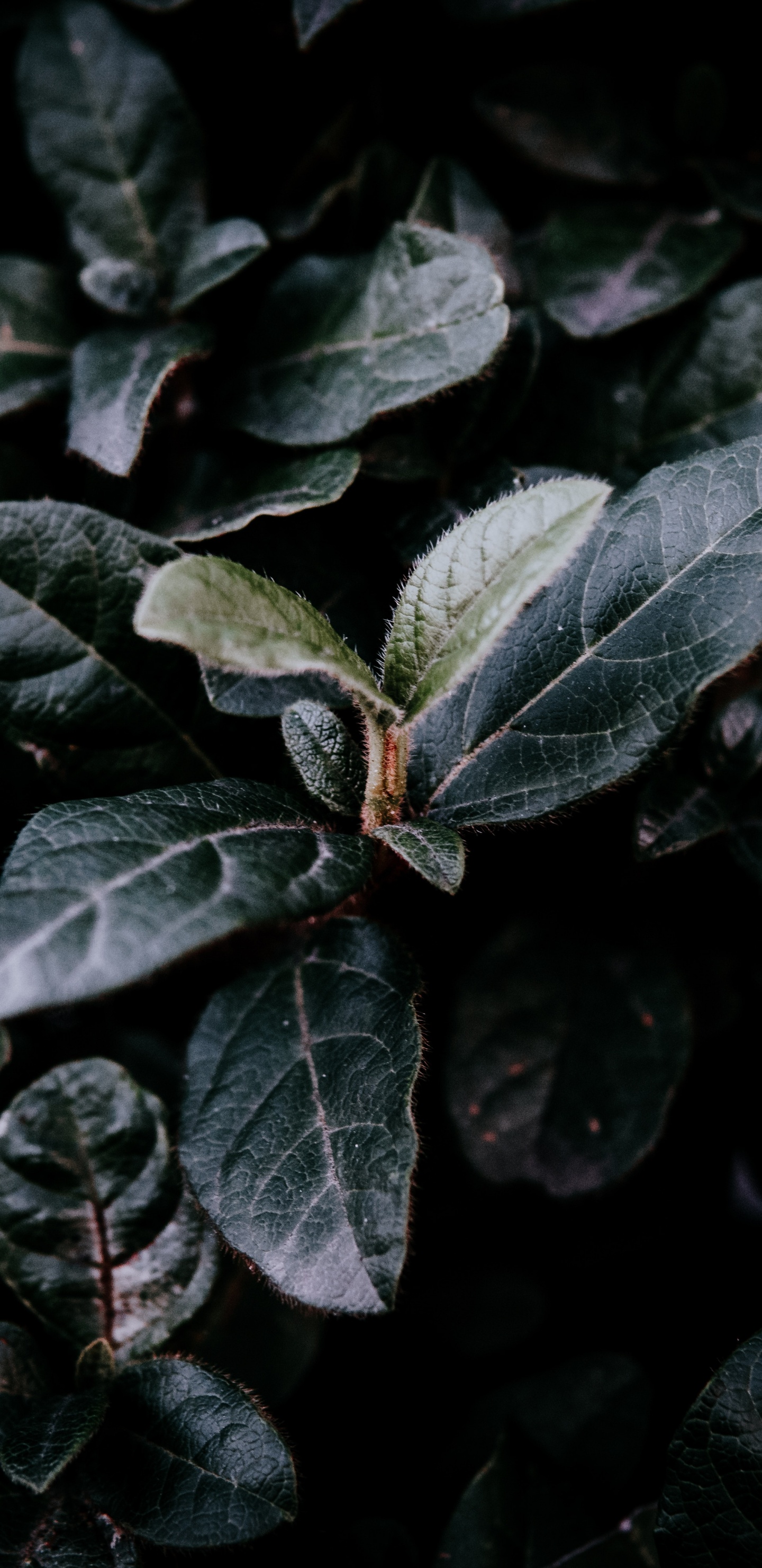 Обои лист, зеленый, растение, цветок, адаптация в разрешении 1440x2960