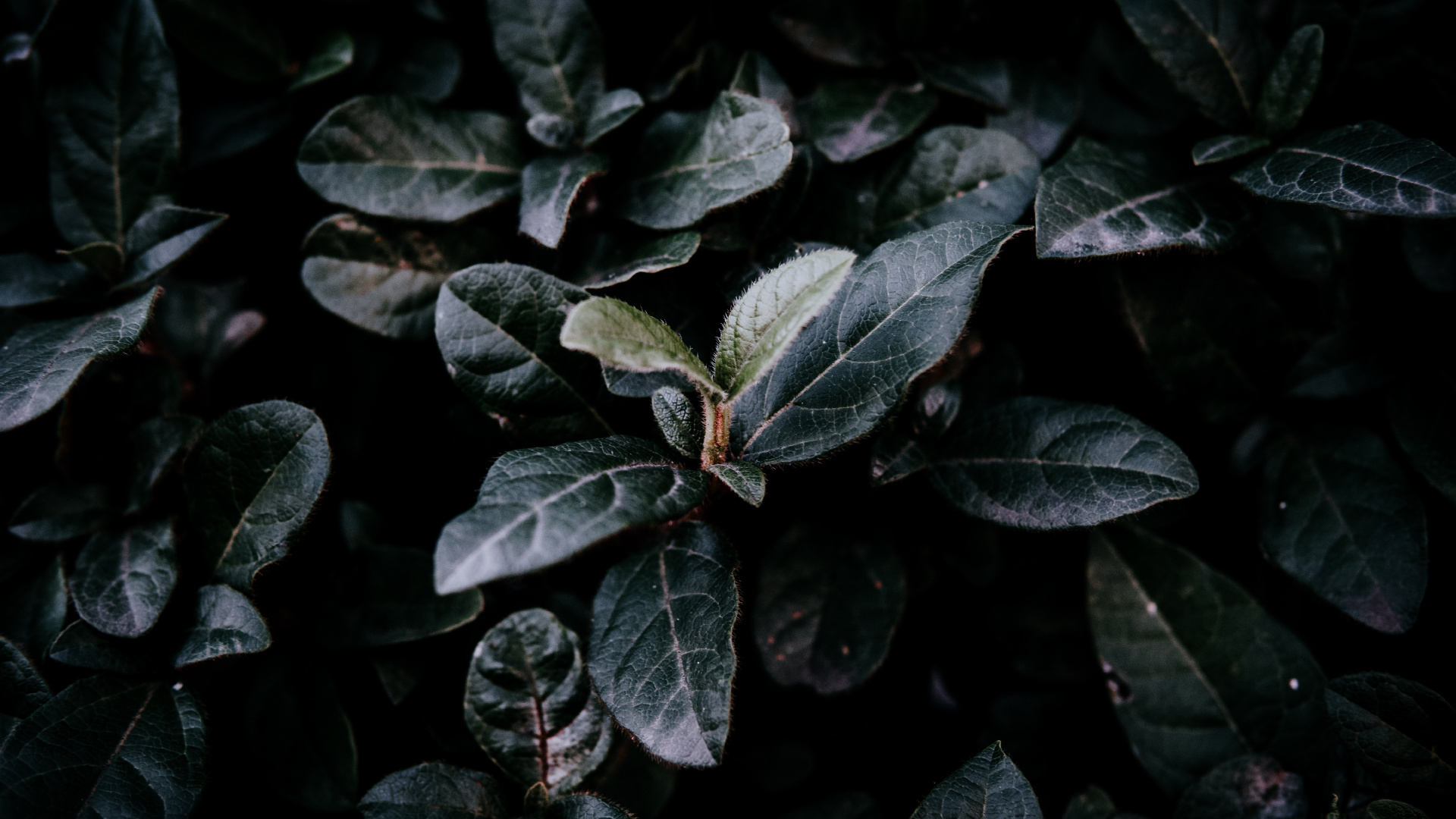 Обои лист, зеленый, растение, цветок, адаптация в разрешении 1920x1080