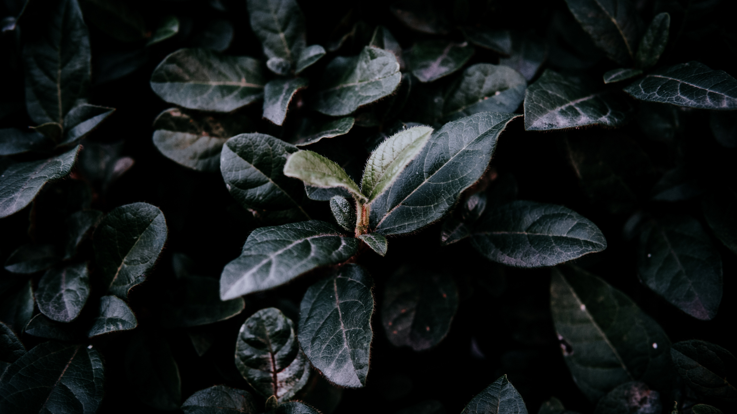 Обои лист, зеленый, растение, цветок, адаптация в разрешении 2560x1440