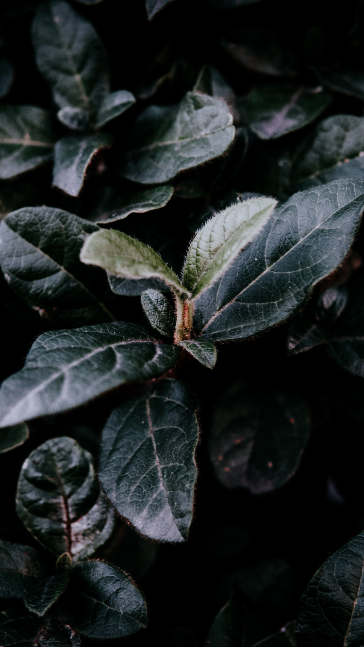 Обои лист, зеленый, растение, цветок, адаптация в разрешении 750x1334