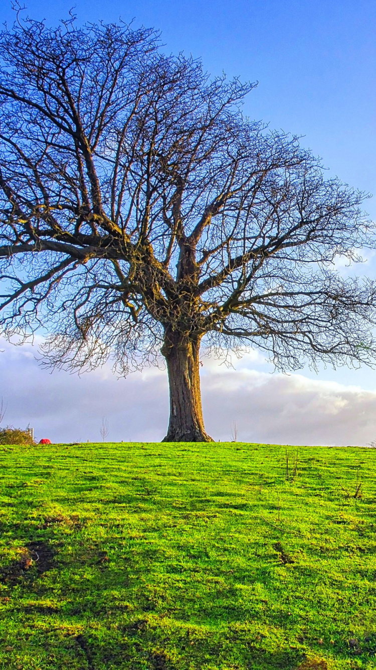 Обои дерево, сенокосное угодье, древесные растения, пастбище, небо в разрешении 750x1334