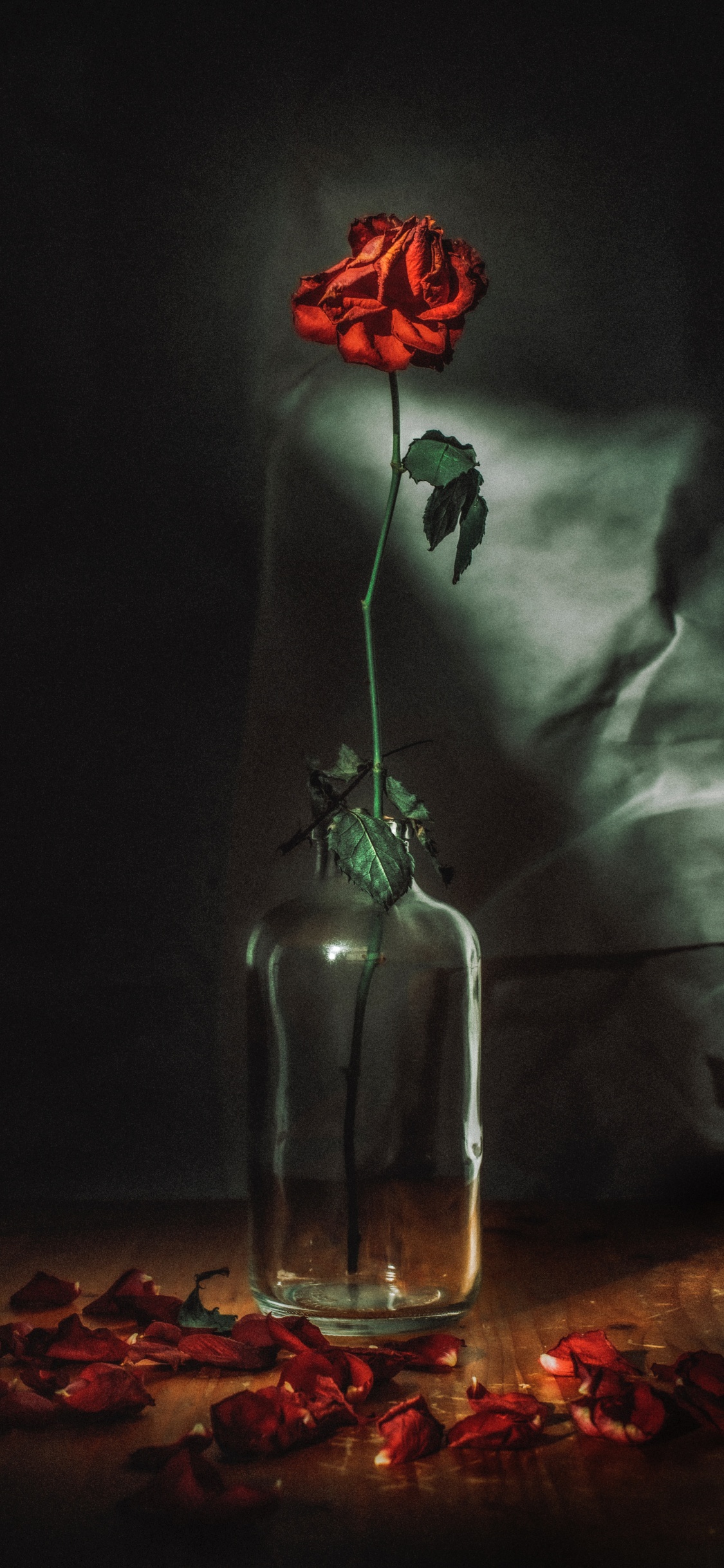 Обои цветок, красный цвет, свет, натюрморт, темнота в разрешении 1125x2436