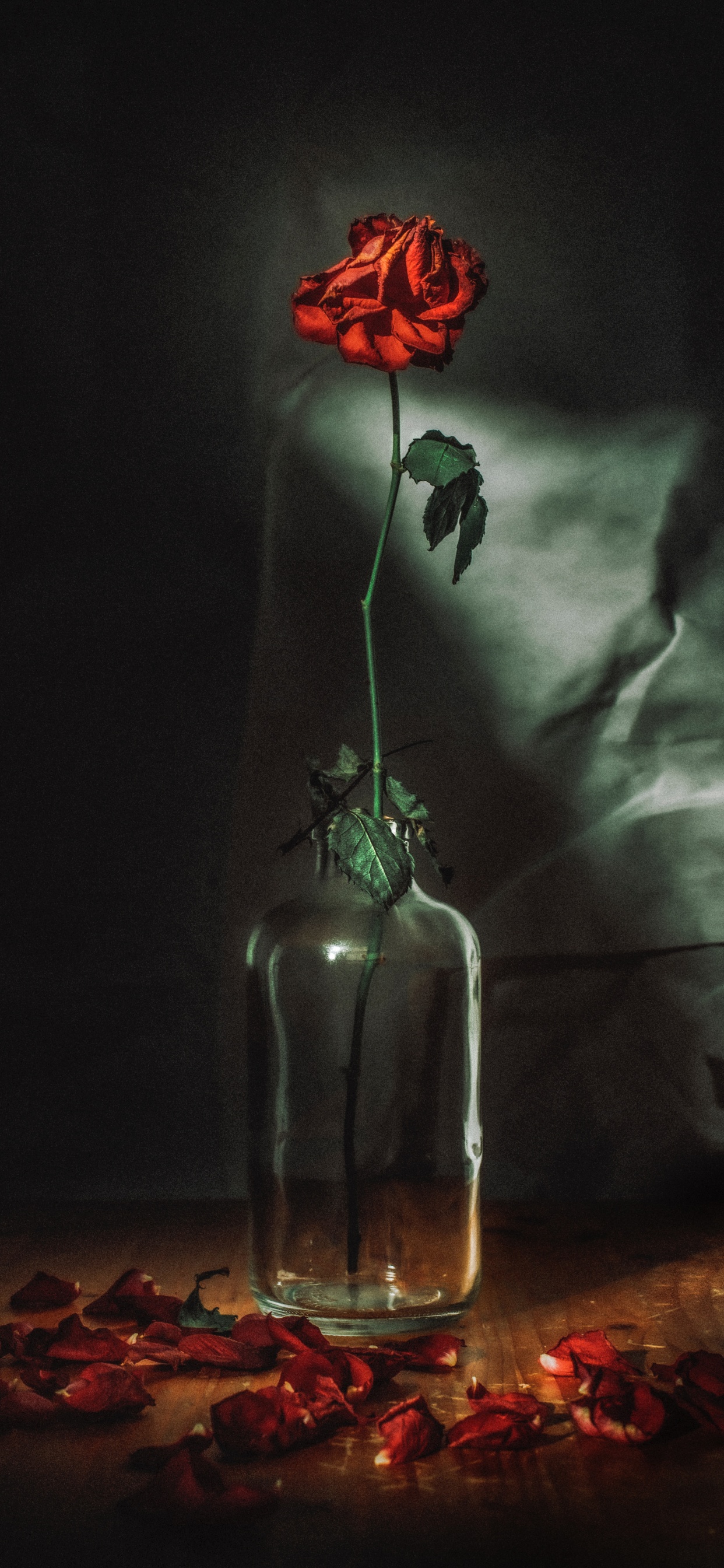 Обои цветок, красный цвет, свет, натюрморт, темнота в разрешении 1242x2688