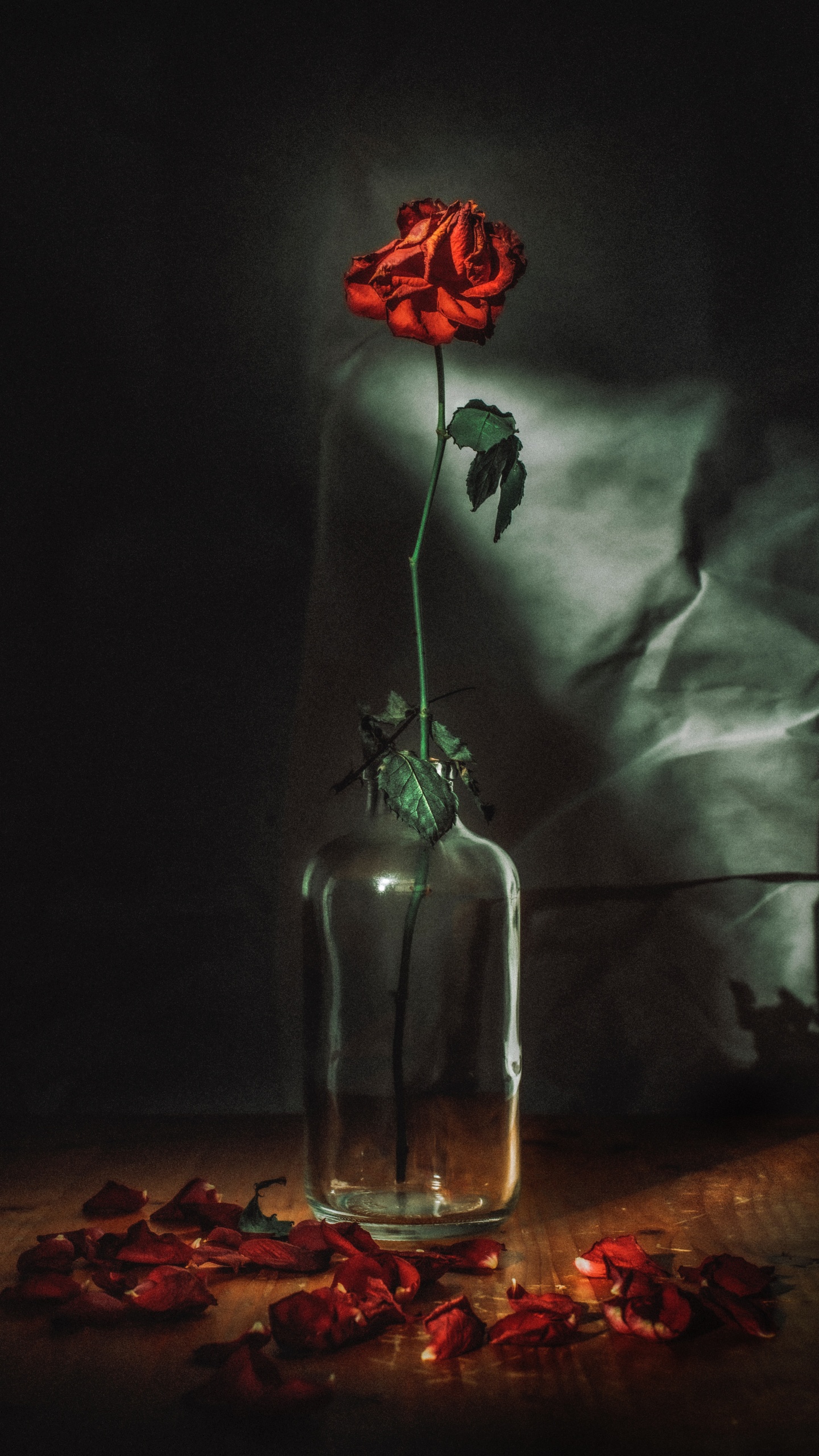 Обои цветок, красный цвет, свет, натюрморт, темнота в разрешении 1440x2560