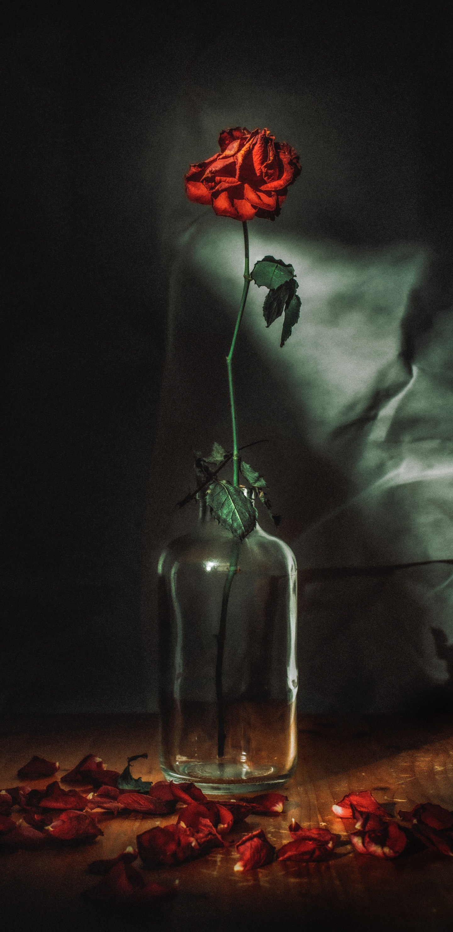 Обои цветок, красный цвет, свет, натюрморт, темнота в разрешении 1440x2960