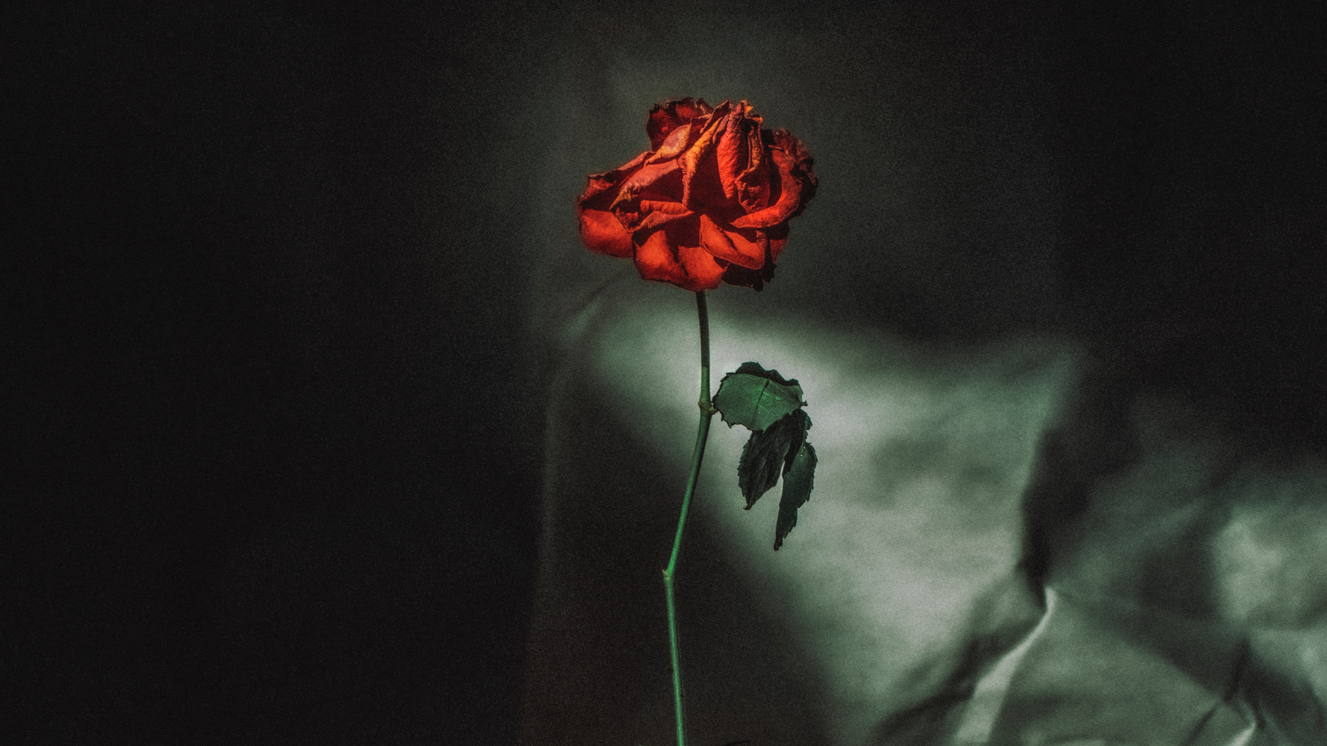 Обои цветок, красный цвет, свет, натюрморт, темнота в разрешении 1920x1080