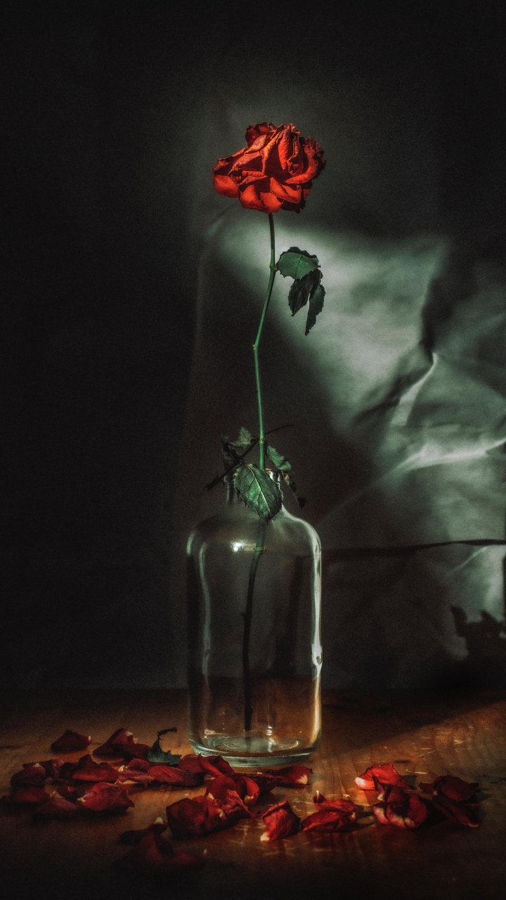 Обои цветок, красный цвет, свет, натюрморт, темнота в разрешении 720x1280