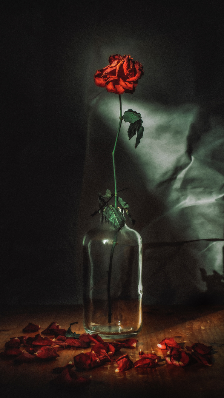 Обои цветок, красный цвет, свет, натюрморт, темнота в разрешении 750x1334