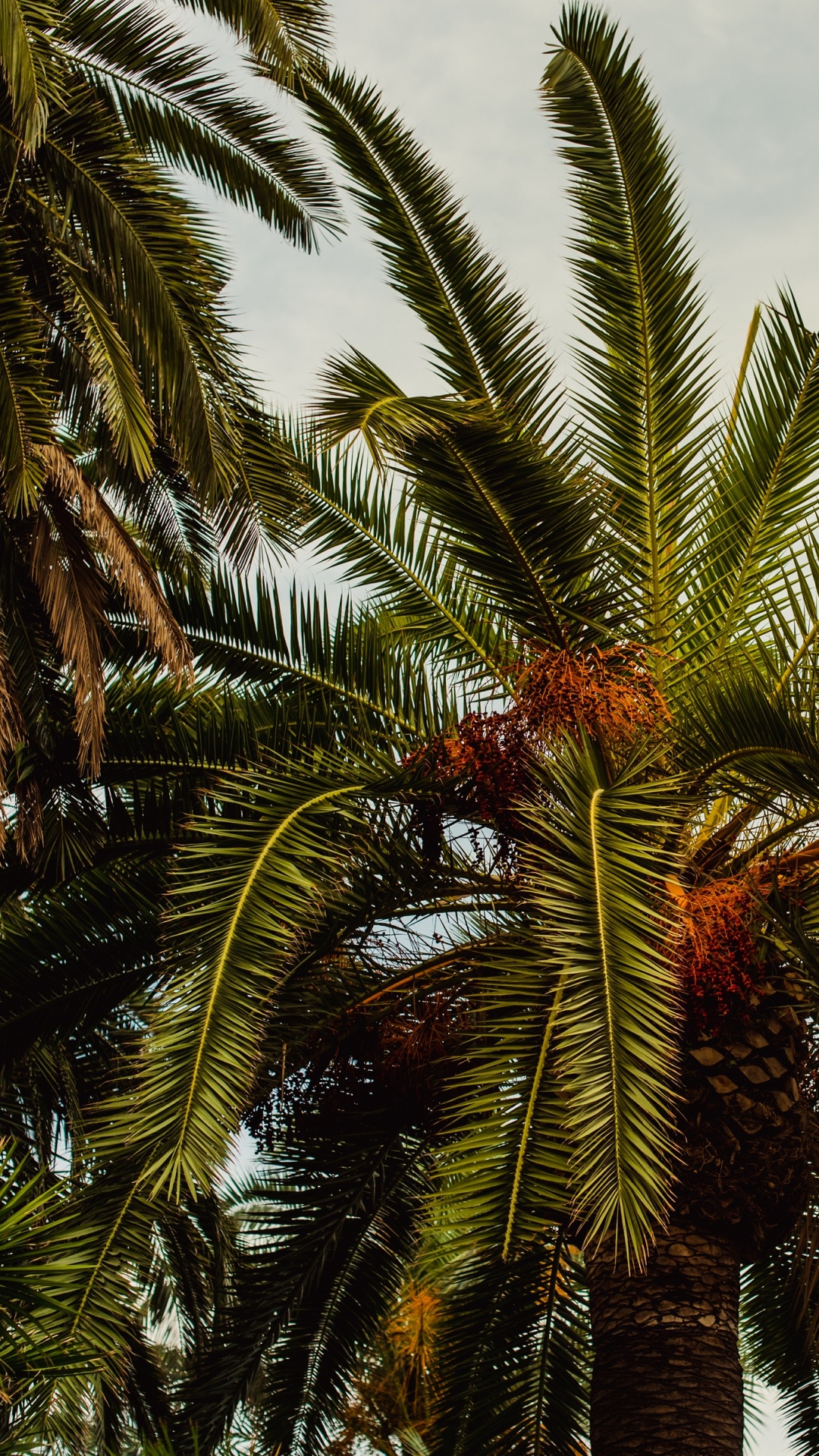 Обои пальмовые рощи, Бабассу, дерево, Пальма, elaeis в разрешении 1080x1920