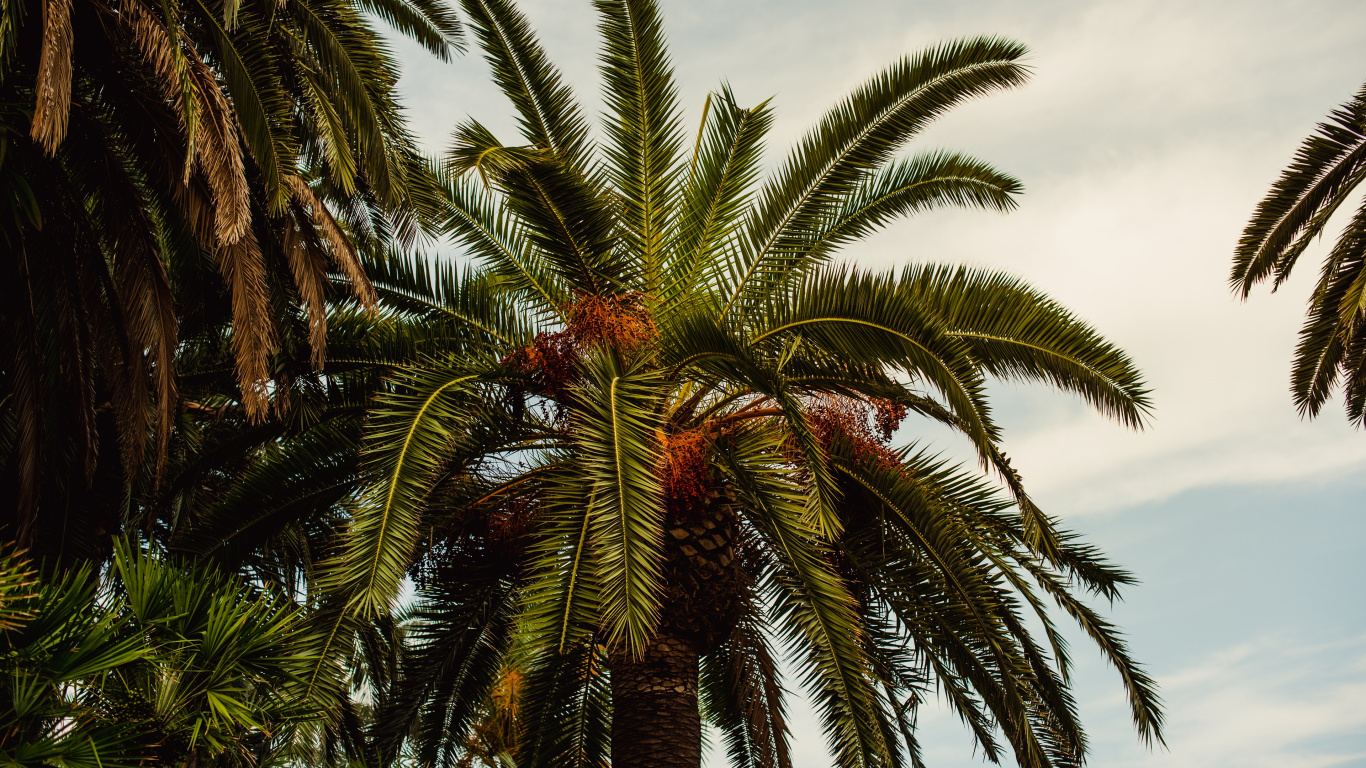 Обои пальмовые рощи, Бабассу, дерево, Пальма, elaeis в разрешении 1366x768