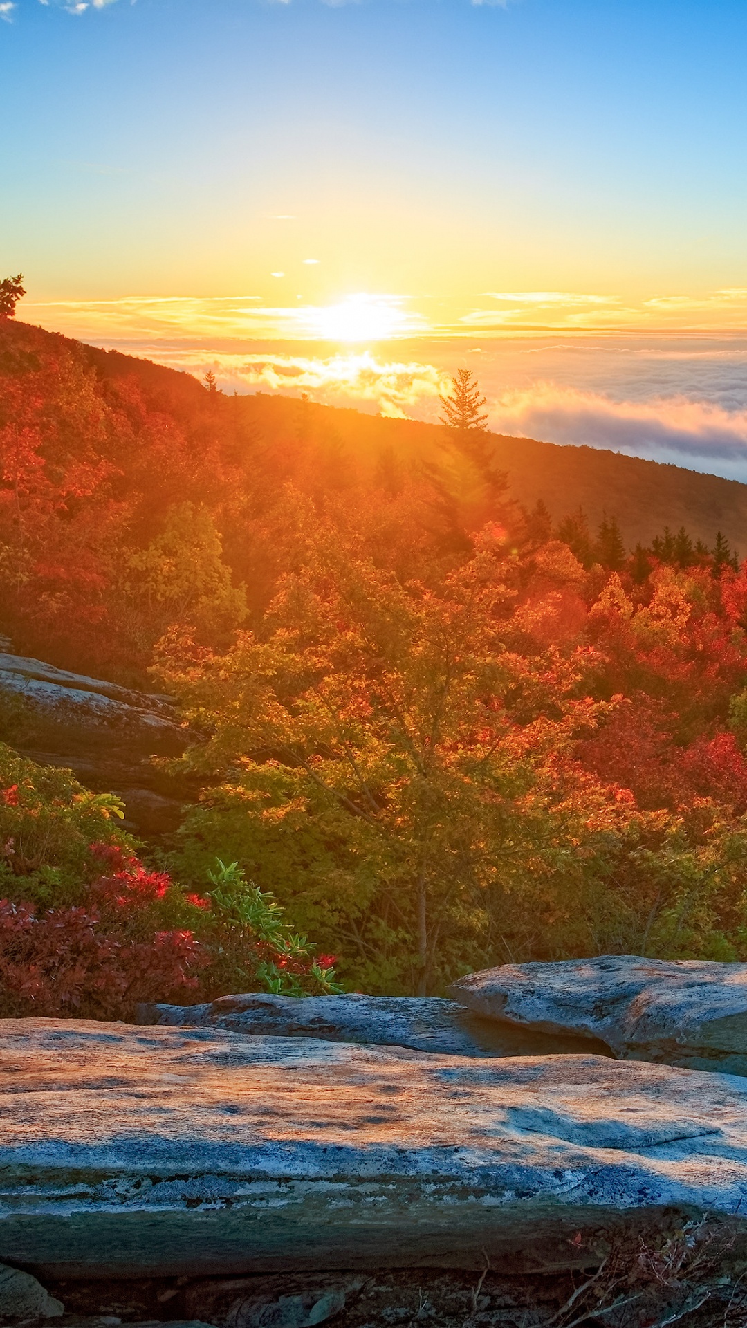 Обои природа, природный ландшафт, утро, восход солнца, лист в разрешении 1080x1920