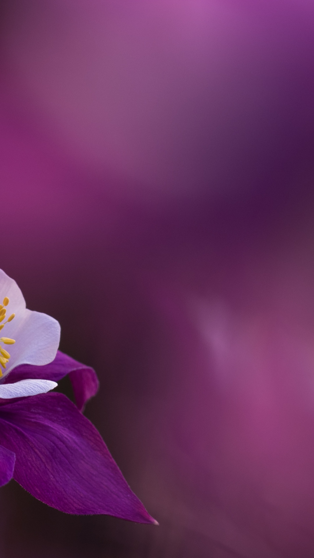 Обои Флора, цветок, растение, пурпур, лепесток в разрешении 1080x1920