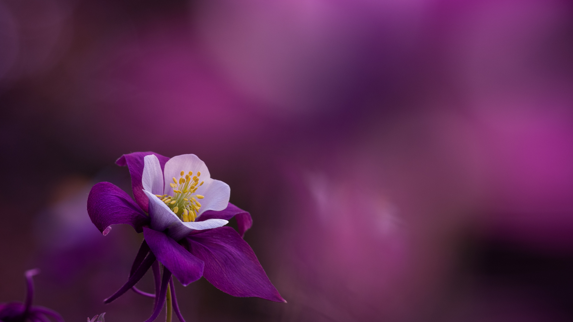 Обои Флора, цветок, растение, пурпур, лепесток в разрешении 1920x1080