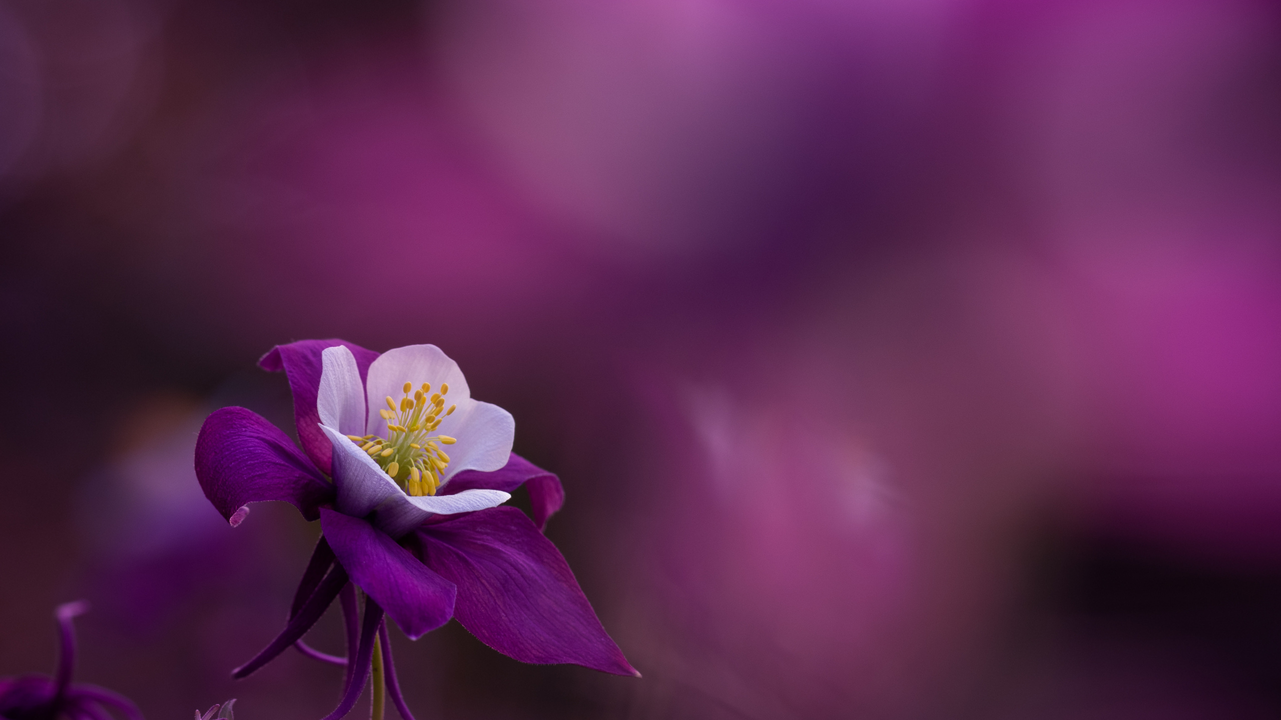 Обои Флора, цветок, растение, пурпур, лепесток в разрешении 2560x1440