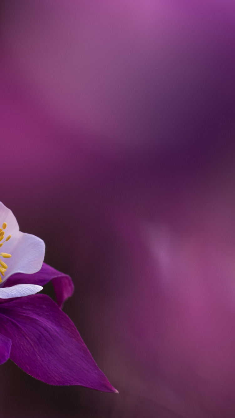 Обои Флора, цветок, растение, пурпур, лепесток в разрешении 750x1334