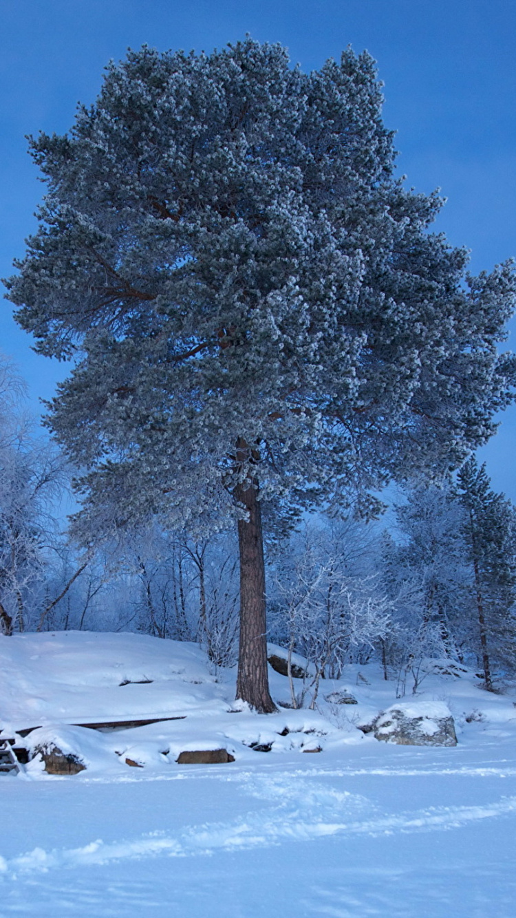 Обои зима, снег, дерево, замораживание, мороз в разрешении 750x1334