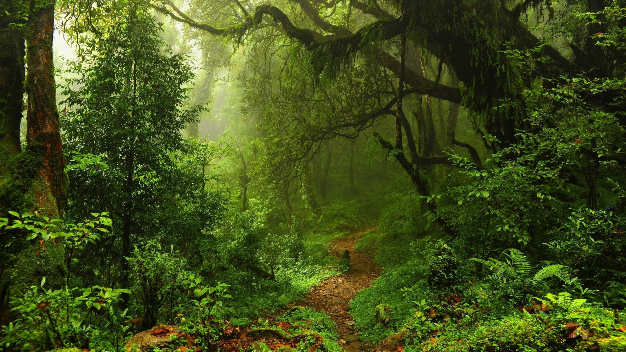 Обои лес, растительность, природа, природный заповедник, джунгли в разрешении 1280x720