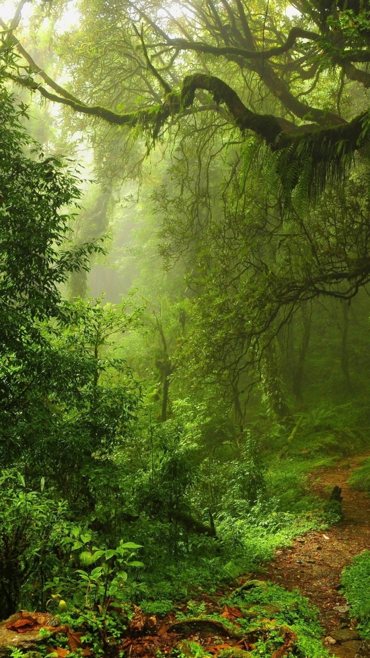 Обои лес, растительность, природа, природный заповедник, джунгли в разрешении 720x1280