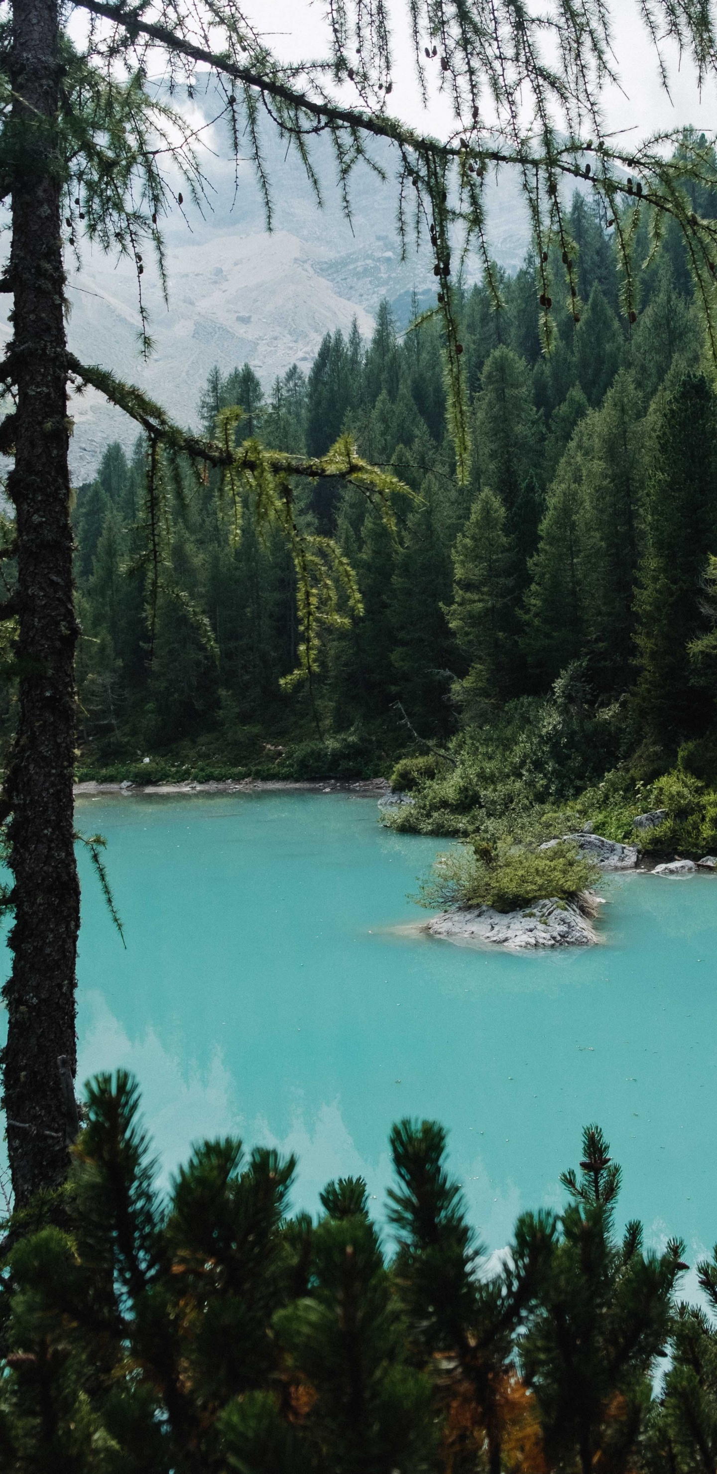 Обои водоем, озеро, елово пихтовые леса, старовозрастные леса, окружающая среда в разрешении 1440x2960