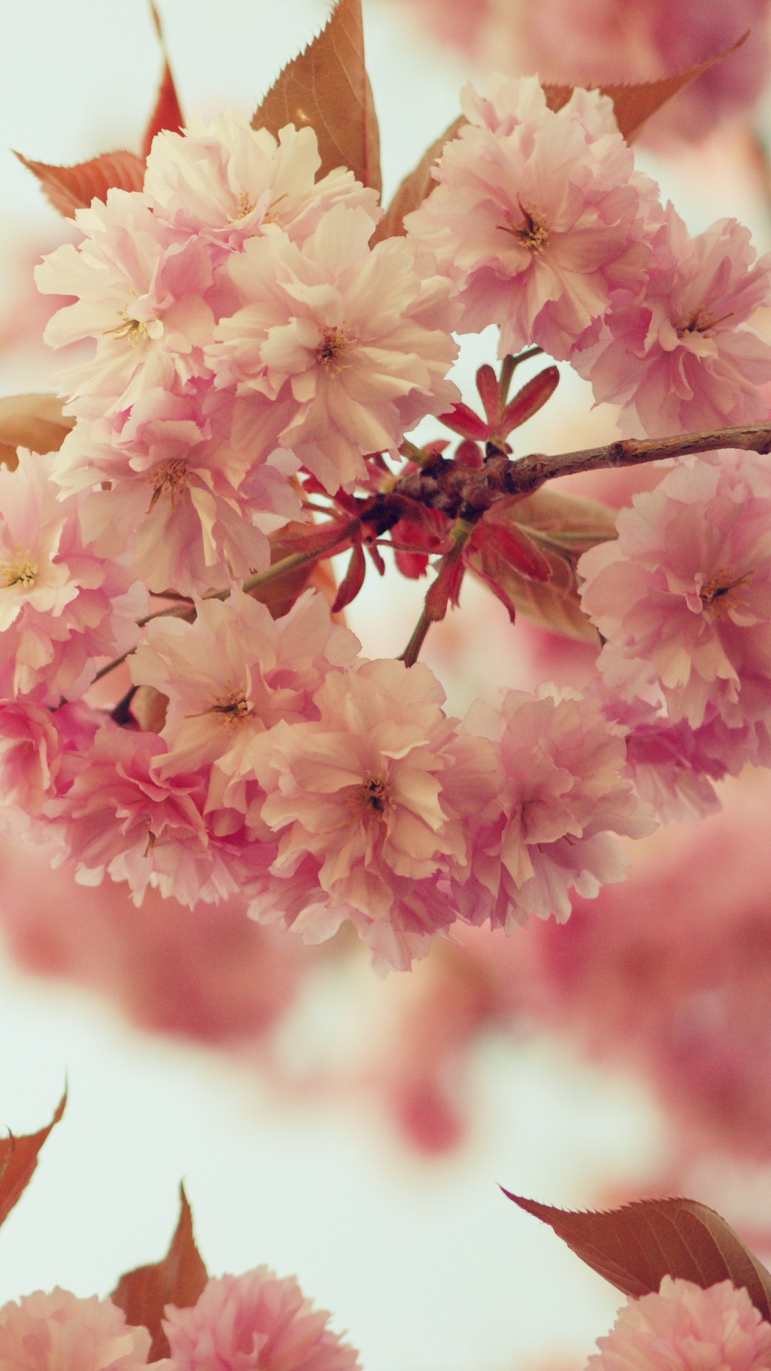 Обои цветок, розовый, расцвет, весна, цветение вишни в разрешении 1080x1920