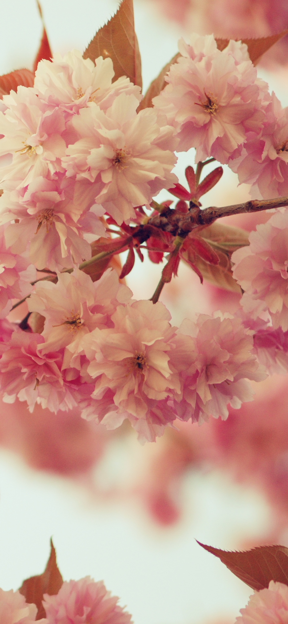 Обои цветок, розовый, расцвет, весна, цветение вишни в разрешении 1125x2436