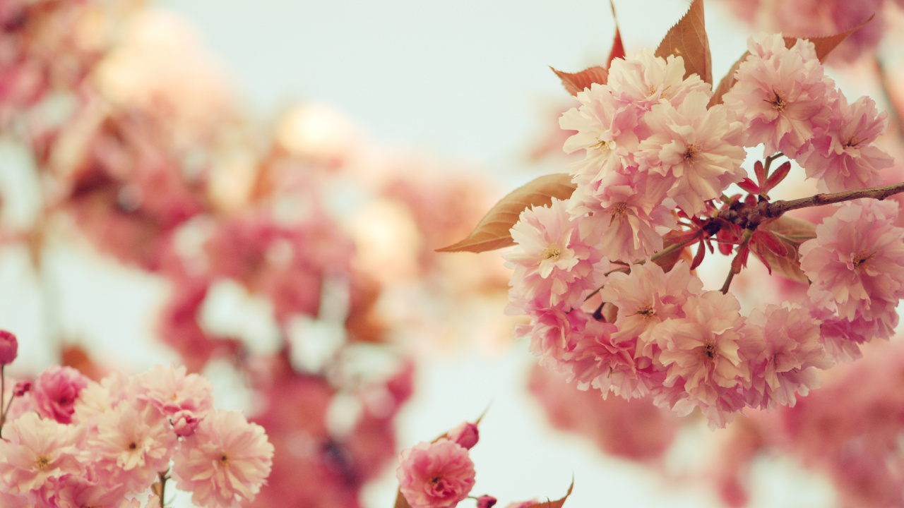 Обои цветок, розовый, расцвет, весна, цветение вишни в разрешении 1280x720