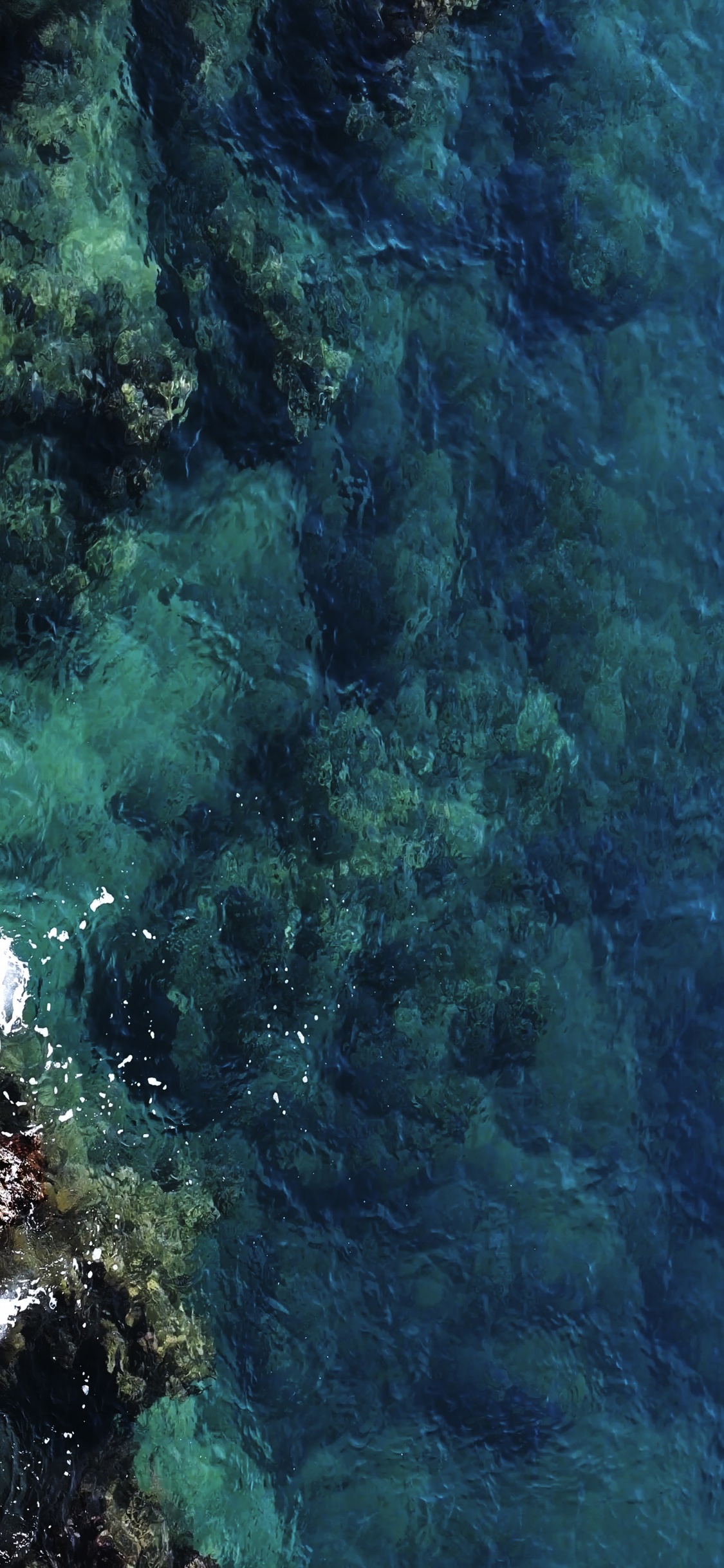 Обои вода, подводная среда, водоросли, море, морская биология в разрешении 1125x2436